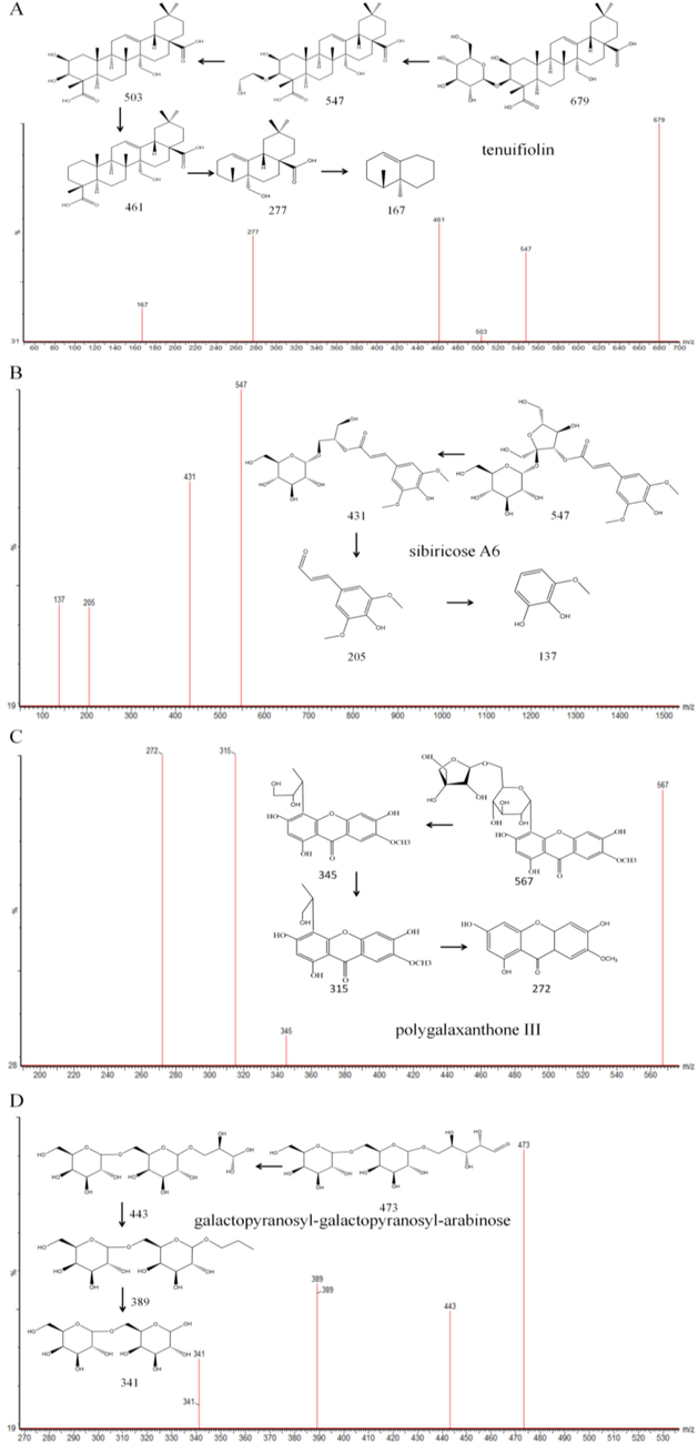 Possible cleavage pathways of four typicla compounds: (A) tenuifiolin, (B) sibiricose A6, (C) polygalaxanthone III, (D)galactopyranosyl-galactopyranosyl-arabinose.