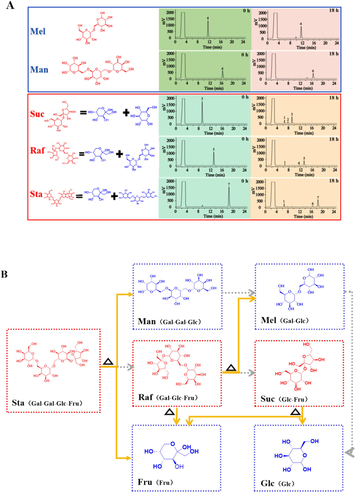 (A) Representative HPLC-ELSD chromatograms of reacted solutions of saccharides hydrolysis at 0 h and 18 h (1. Fru; 2. Glc; 3. Suc; 4. Mel; 5. Raf; 6. Man; 7. Sta). (B) The processing-induced chemical transformation pathways of saccharides in RR (Solid arrows: validated degradation pathways; dotted arrows: possible degradation pathways).