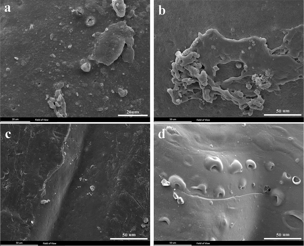 SEM images of cell attachment on scaffolds after 3 days of cell culture. a) PLA-PCL-G, b) PLA-G, c) PCL-G, and d) PLA-PCL.