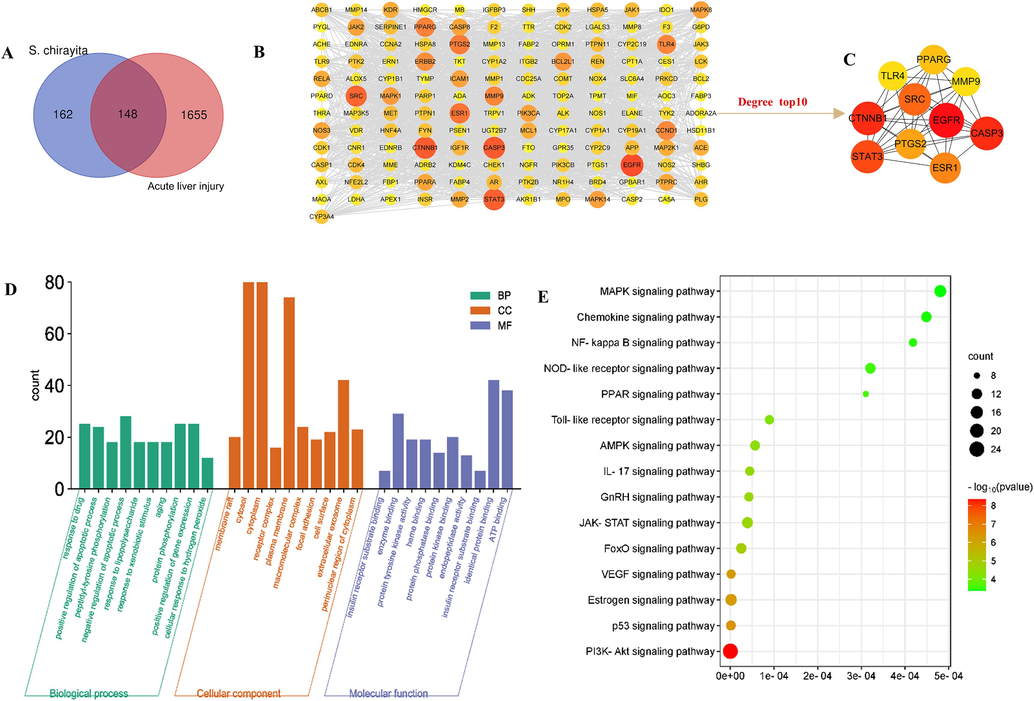 Hub genes of the chemical components of 80 % ethanolic extract of S. chirayita absorbed in blood and acute liver injury. (A) Venn diagram and candidate targets of the chemical components of 80 % ethanolic extract of S. chirayita absorbed in blood and acute liver injury, (B) Protein-protein interaction (PPI) network, (C) KEGG enrichment diagram, (D) GO including CC, MF, and BP analysis diagram, (E) Molecular docking heat map of 10 core targets with 10 critical compounds. The color represents the binding ability. The greener the color, the lower the binding ability and the higher the affinity between the receptor and the ligand.
