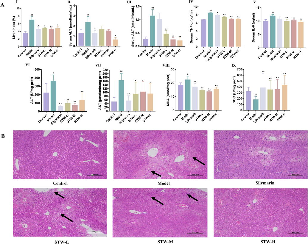 (A) Effect of the liver index, the biochemistry of serum and liver tissue in CCl4-induced acute liver injury model. (I) liver index, (II) concentration of ALT in serum, (III) concentration of AST in serum, (IV) concentration of TNF-α in serum, (V) concentration of IL-6 in serum, (VI) concentration of ALT in liver, (VII) concentration of AST in liver, (VIII) concentration of MDA in liver, (IX) concentration of SOD in liver. (B) STW ameliorates induced histopathological changes in the liver tissues of CCl4-induced acute liver injury model. #p < 0.05, ##p < 0.01, vs. the control group; *p < 0.05, **p < 0.01, vs. the model group.