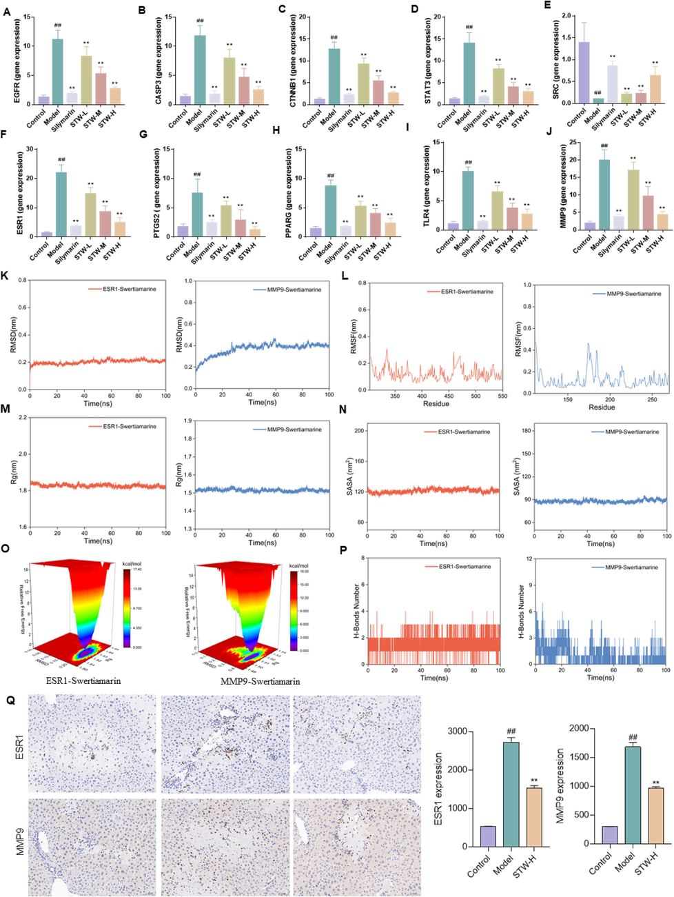 Potential targets for STW intervention in a CCl4-induced acute liver injury model. (A) mRNA level of EGFR, (B) mRNA level of CASP3, (C) mRNA level of CTNNB1, (D) mRNA level of STAT3, (E) mRNA level of SRC, (F) mRNA level of ESR1, (G) mRNA level of PTGS2, (H) mRNA level of PPARG, (I) mRNA level of TLR4, (J) mRNA level of MMP9. (K) RMSD analysis of ESR1 and MMP9 with STW, (L) RMSF analysis of ESR1 and MMP9 with STW, (M) Rg analysis of ESR1 and MMP9 with STW, (N) SARA analysis of ESR1 and MMP9 with STW, (O) Free energy landscape map analysis of ESR1 and MMP9 with STW, (P) H-Bounds number analysis of ESR1 and MMP9 with STW, (Q) IHC analysis of ESR1 and MMP9 in liver. #p < 0.05, ##p < 0.01, vs. the control group; *p < 0.05, **p < 0.01, vs. the model group.