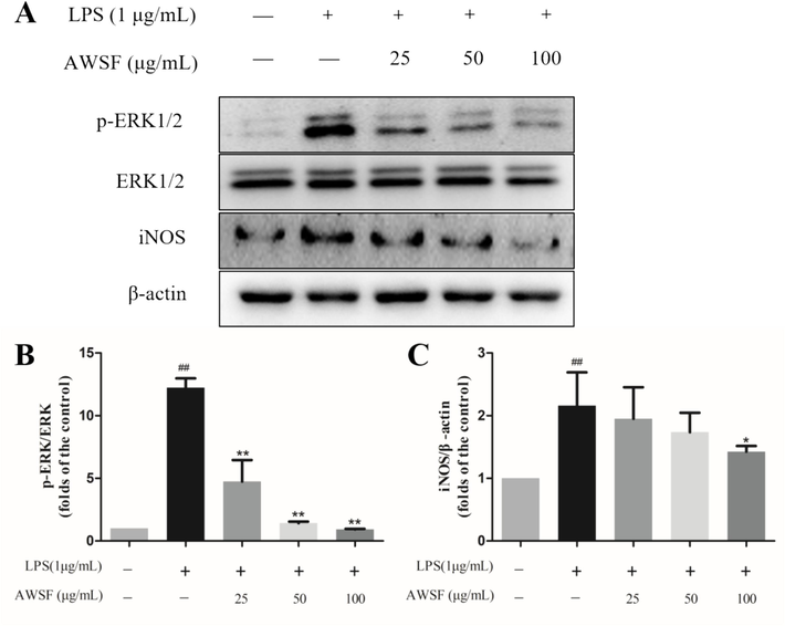 Effect of AWSF on the expression of inflammatory-related proteins. (A) Expression levels of p-ERK1/2 (Thr202/Tyr204) and iNOS. (B) p-ERK/ERK ratio. (C) iNOS/β-actin ratio. Data are shown as mean ± SD. ##P < 0.01 vs. untreated control; *P < 0.05 and **P < 0.01 vs. model group (n = 3).