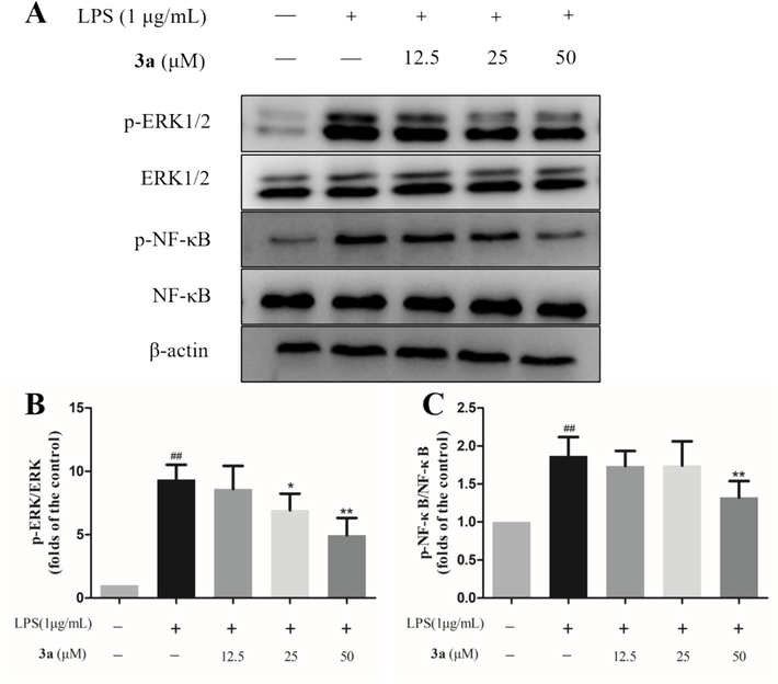 Effect of compound 3a on the expression of inflammation-related proteins. (A) Expression levels of p-ERK1/2 (Thr202/Tyr204) and p-NF-κB (Ser536). (B) p-ERK/ERK ratio. (C) p-NF-κB/NF-κB ratio. Data are shown as mean ± SD. ##P < 0.01 vs. untreated control; *P < 0.05 and **P < 0.01 vs. model group (n = 3).