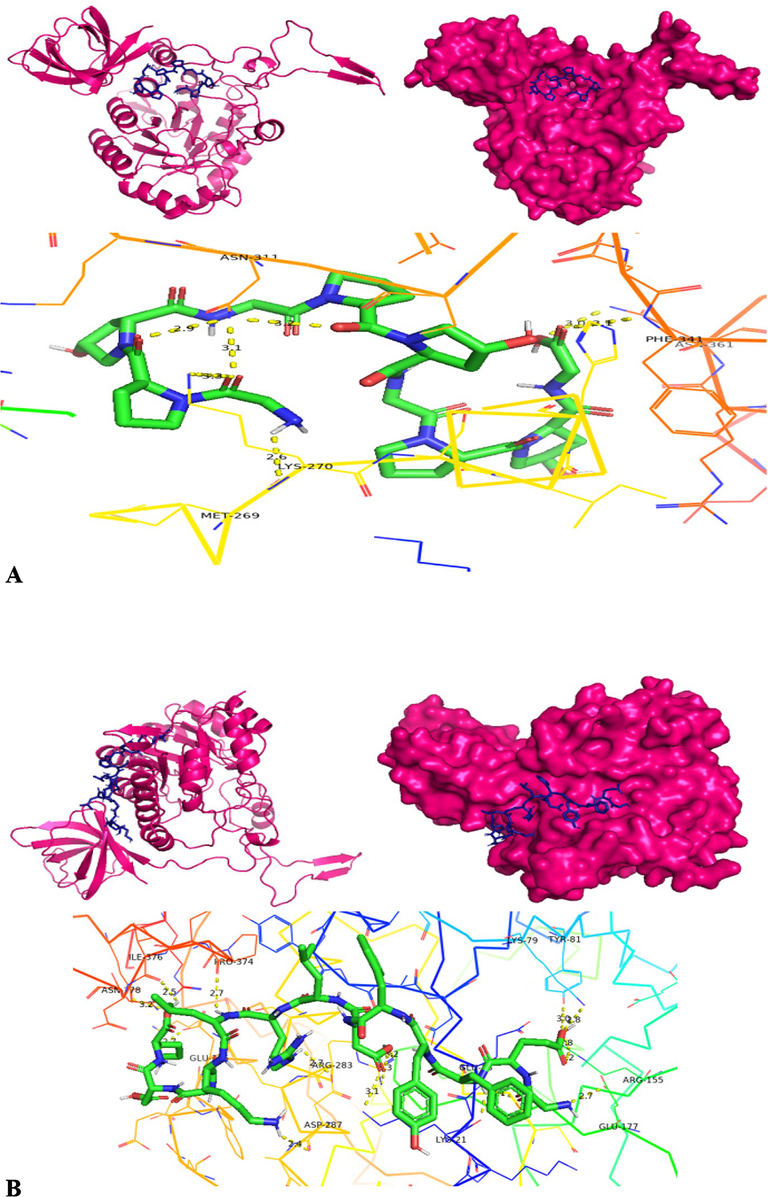 Molecular docking structures – cartoon diagram, surface diagram, H-bond interactionsbyPyRx software docking of collagenase with different substrates- A) APHACP (Alaska pollock hydroxyproline containing marine collagen peptide), B) Collagen type 4 alpha (531–543), C) PZ – peptide and D) FALGPA (Pink – Protein; Blue – Substrate in cartoon and surface diagram; Hydrogen bond interaction diagram: Green – Substrate, Yellow dots – Hydrogen bond, Colored Ribbon structure – Collagenase protein).