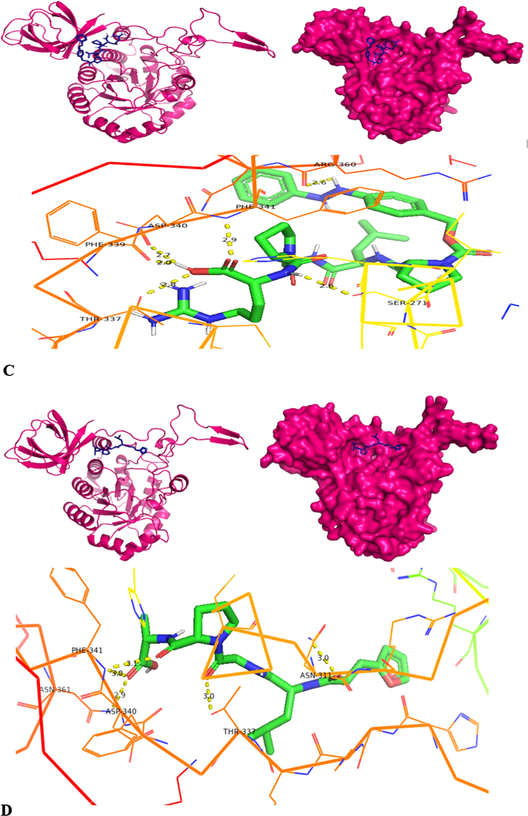 Molecular docking structures – cartoon diagram, surface diagram, H-bond interactionsbyPyRx software docking of collagenase with different substrates- A) APHACP (Alaska pollock hydroxyproline containing marine collagen peptide), B) Collagen type 4 alpha (531–543), C) PZ – peptide and D) FALGPA (Pink – Protein; Blue – Substrate in cartoon and surface diagram; Hydrogen bond interaction diagram: Green – Substrate, Yellow dots – Hydrogen bond, Colored Ribbon structure – Collagenase protein).