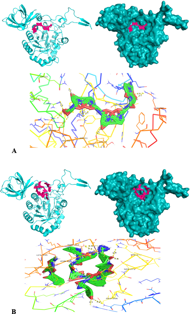 Molecular docking structures – cartoon diagram, surface diagram, H-bond interactionsbyAutodock software of collagenase with different substrates- A) APHACP (Alaska pollock hydroxyproline containing marine collagen peptide), B) Collagen type 4 alpha (531–543), C) PZ – peptide and D) FALGPA (Cyan – Protein; Pink – Substrate in cartoon and surface diagram; Hydrogen bond interaction diagram: Green – Substrate, Yellow dots – Hydrogen bond, Colored Ribbon structure – Collagenase protein).