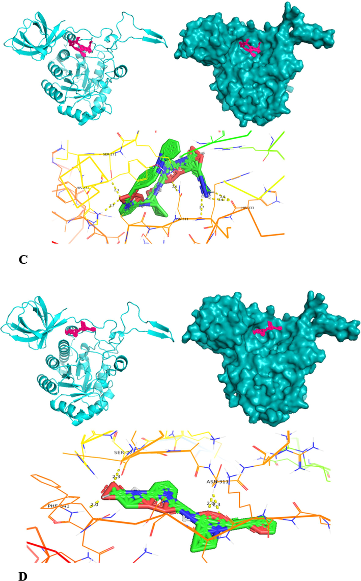 Molecular docking structures – cartoon diagram, surface diagram, H-bond interactionsbyAutodock software of collagenase with different substrates- A) APHACP (Alaska pollock hydroxyproline containing marine collagen peptide), B) Collagen type 4 alpha (531–543), C) PZ – peptide and D) FALGPA (Cyan – Protein; Pink – Substrate in cartoon and surface diagram; Hydrogen bond interaction diagram: Green – Substrate, Yellow dots – Hydrogen bond, Colored Ribbon structure – Collagenase protein).