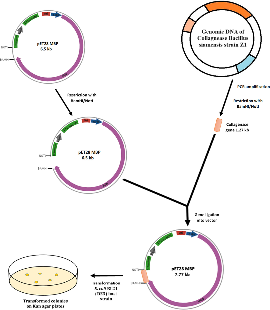 Illustrative representation of the subcloning process involved in constructing the recombinant collagenase.