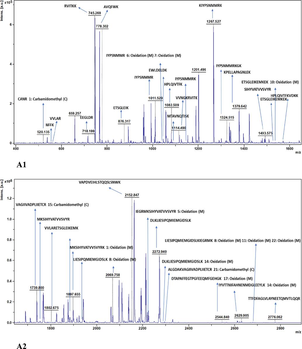 Analysis ofN −terminal sequence of recombinant collagenase. (A) MALDI-TOF spectra used for determination of protein sequence using biotools software v 3.2.(B) Multiple sequence alignment of recombinant Collagenase gene sequence with collagenases of U32 family WP_045510354.1, WP_049627089.1, WP_198697931.1 and WP_064777716.1. Numbers written above the lines indicate positions of amino acids. Residues that are identical are denoted in red boxes. Six different residues in the recombinant collagenase sequence compared to U32 family Bacillussps are marked with maroon stars. Symbols such as “α”, “β” and “T” represent α – helices, β- strands and β-turns respectively.