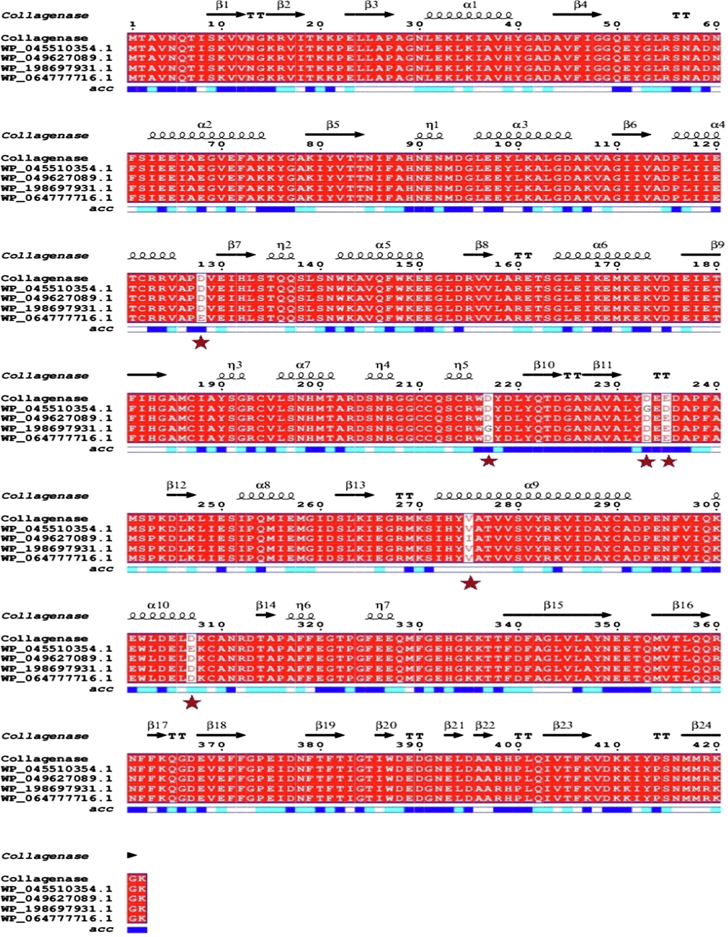 Analysis ofN −terminal sequence of recombinant collagenase. (A) MALDI-TOF spectra used for determination of protein sequence using biotools software v 3.2.(B) Multiple sequence alignment of recombinant Collagenase gene sequence with collagenases of U32 family WP_045510354.1, WP_049627089.1, WP_198697931.1 and WP_064777716.1. Numbers written above the lines indicate positions of amino acids. Residues that are identical are denoted in red boxes. Six different residues in the recombinant collagenase sequence compared to U32 family Bacillussps are marked with maroon stars. Symbols such as “α”, “β” and “T” represent α – helices, β- strands and β-turns respectively.