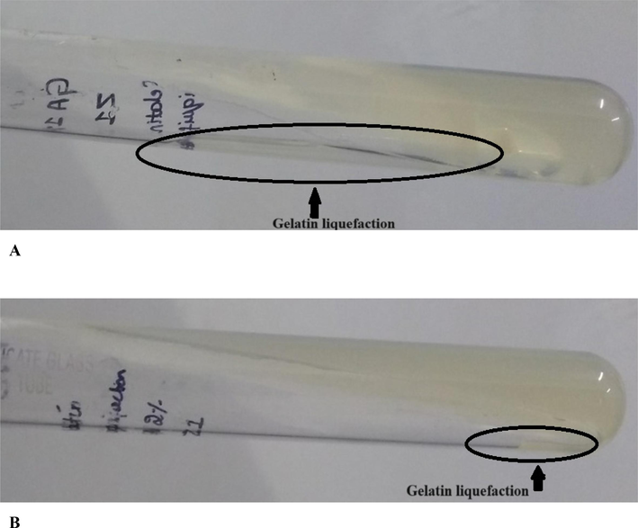 Gelatin liquefaction ability of Collagenase from Bacillus siamensis strain Z1. (A) 1% Agar- Gelatin test tube (B) 2% Agar − Gelatin test tube.