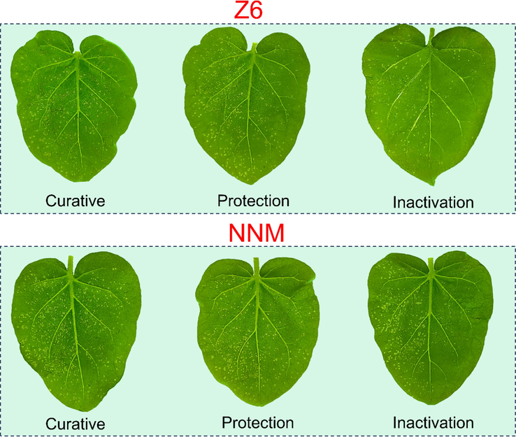 Phenotypic study of TMV infection in tobacco treated with Z6 and NNM (left leaf: untreated with compound; right leaf: treated with compound).