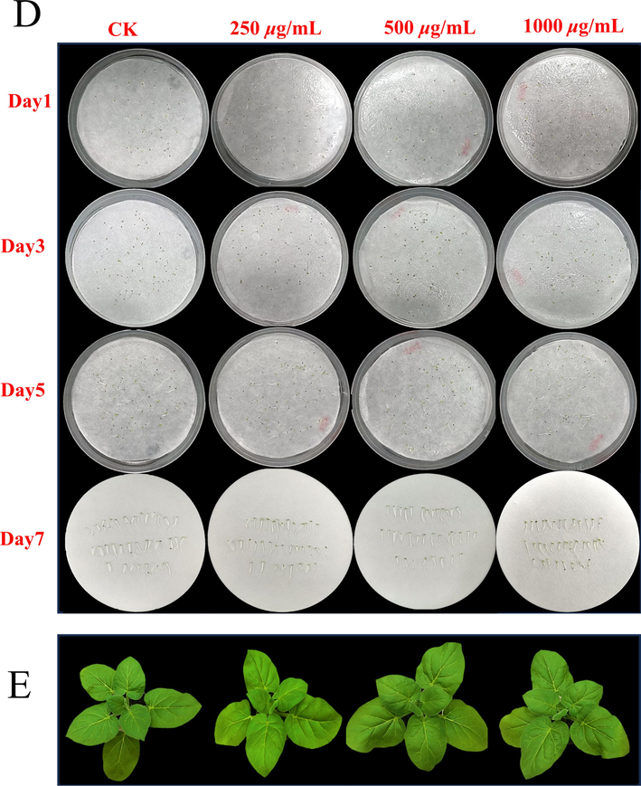 Biological safety of Z6 (D) Photos of tobacco seeds soaked in Z6 solution of different concentrations for 1, 3, 5, and 7 d. (E) Photos taken after 7 d of growth of seedlings sprayed with different concentrations of Z6 solution.