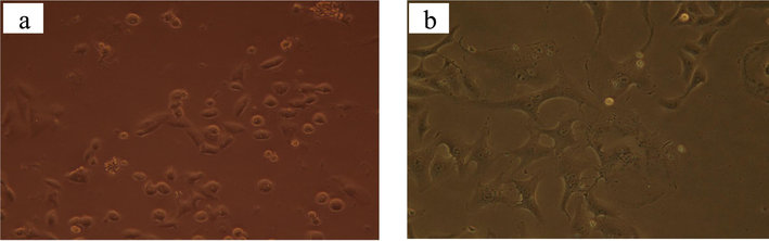 (a) Effect of CE on cell viability against vero cells and (b) Effect of DMSO on cell viability against vero cells after 72 h.