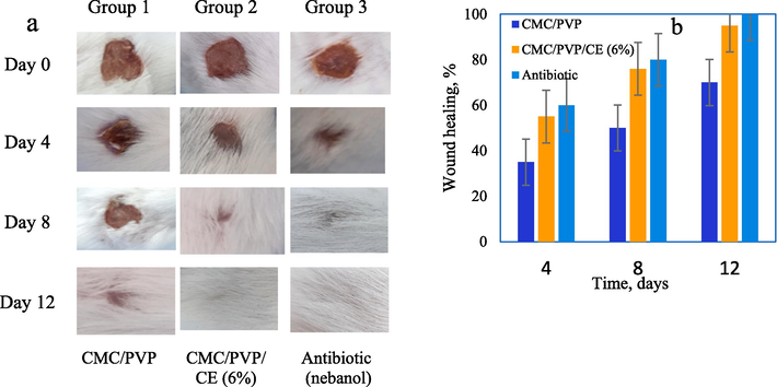 (a) Photographs of the wounds treated with the CMC/PVP, CMC/PVP/CE (6%) biocomposite hydrogel and nebanol antibiotic at different time periods, and (b) wound healing % of CMC/PVP, CMC/ PVP/CE (6%), and nebanol antibiotic of different time intervals.