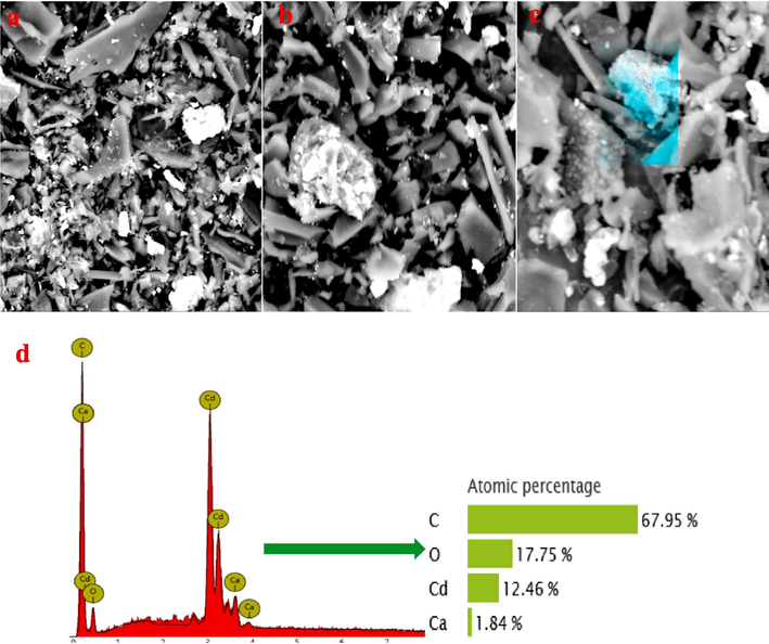 SEM-EDX images of B600 °C loaded Cd2+ (a-d).