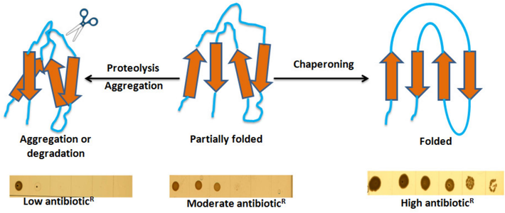 Schematic diagram of biosensor to measure in vivo protein folding.A ZBP-based biosensor (destabilized and partially folded) should result in moderate resistance. In the case of molecular or chemical chaperoning and proper folding, more ZBP biosensors will attain a folded and soluble state and tightly bind zeocin, resulting in high zeocin resistance. Under stress conditions or following protease induction, the unstable or unfolded biosensor will be more prone to aggregation and/or degradation, which will result in little or no binding to zeocin. As a result, zeocin resistance will be lost.