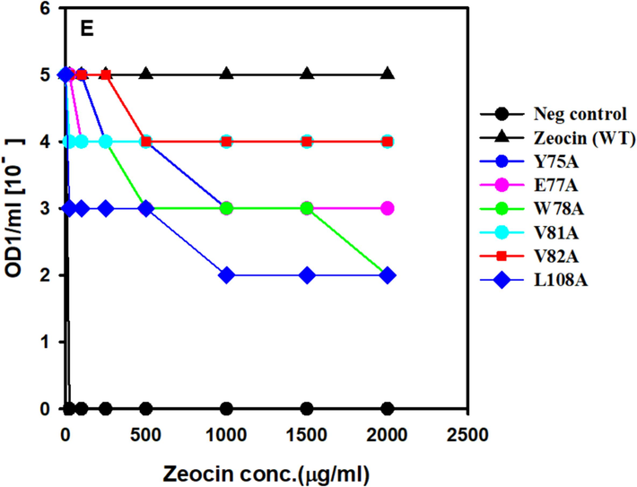 Screening of ZBP variants for MIC. E. coli expressing ZBP variations that were cultivated overnight were adjusted to a concentration of OD1/ml. Cultures were diluted in a series from 10 to 0 to 10 − 5 and then applied as spots on Lennox agar plates that contained varying doses of zeocin. Following an incubation period of 24 h at 37 °C, the presence or absence of growth for each dilution at various zeocin concentrations was recorded and utilized to determine the minimum inhibitory concentration (MIC) values.