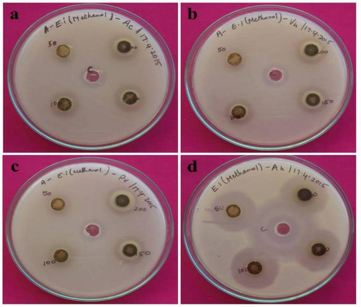 Antibacterial activity of seaweed extract against a) Aeromonas caviae, b) Vibrio harveyi, c) Providencia vermicola, d) Aeromonas hydrophila.