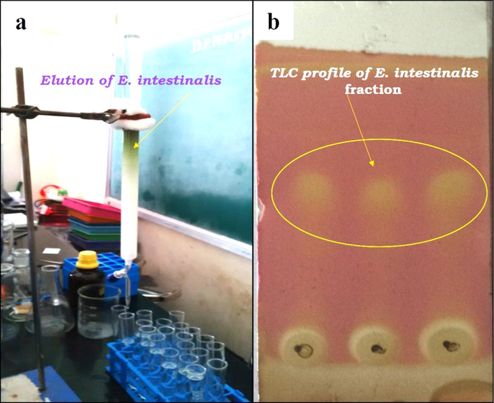 A) column chromatography analysis of E. intestinalis and b) TLC profile of E. intestinalis-fraction.