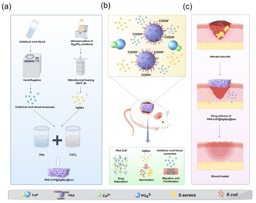 Preparation and application of the PAA-CaP@AgNps@exo hydrogel for healing diabetic wounds (by Figdraw). (a) Construction of the PAA-CaP@AgNps@exo hydrogels; (b) PAA-CaP@AgNps@exo hydrogel application for healing diabetic wounds; and (c) PAA-CaP@AgNps@exo hydrogel application for healing infected diabetic wounds. CaP: calcium phosphate; PAA: polyacrylic acid