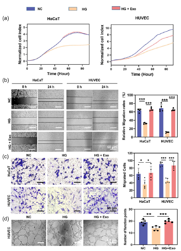 The influence of umbilical cord blood exosomes (UCB-exos) on keratinocytes and endothelial cells under high glucose conditions. (a) Detection of the proliferation of human skin keratinocytes (HaCaT) cells and Human umbilical vein endothelial cells (HUVEC) with UCB-exos by real-time cell analysis (RTCA) assay; (b) Determination of the cell migration (the Migrated cells were stained purple by crystal violet.) of HaCaT cells and HUVECs with UCB-exos by scratch wound healing assay; (c) Detection of the cell migration of HaCaT cells and HUVECs with UCB-exos by transwell assay; (d) Assessment of the impact of UCB-exos on angiogenic activities of HUVECs by tube formation assay (n=3, mean±SD, *p < 0.05, **p < 0.01, ***p < 0.001). The black dots represent the experimental results from independent repetitions of the experiment. The Migrated cells were stained purple by crystal violet. HG: High glucose, NC: Negative control.