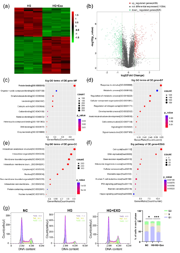 The underlying mechanism of the effect of umbilical cord blood exosomes (UCB-exos) on the biological functions of endothelial cells under high glucose. (a) The heatmap of Human umbilical vein endothelial cells (HUVECs) and HUVECs treated with UCB-exos under high glucose by transcriptome sequencing; (b) The volcanic map of HUVECs and HUVECs treated with UCB-exos under high glucose by transcriptome sequencing; (c-e) Gene Ontology (GO) function enrichment analysis molecular function (MF), biological process (BP), and cell components (CC); (f) Transcriptome sequencing enrichment results of the Kyoto encyclopedia of genes and genomes (KEGG) pathway; (g) Analysis of cell cycle stages of HUVECs, and HUVECs treated with UCB-exos under high glucose by flow cytometry (n=3, mean±SD, *p < 0.05, **p < 0.01, ***p < 0.001). The pink peak represent G1 phase of the cell cycle and the blue peak represent G2 phase of the cell cycle. HG: High glucose, NC: Negative control