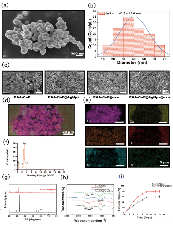 Characterization of the nanocomposites hydrogels. (a) Scanning electron microscopy (SEM) analysis of the morphological structure of AgNPs; (b) Determination of the size of AgNPs by dynamic light scattering (DLS) measurement; (c) SEM analysis for the morphological structure of PAA-Cap, PAA-Cap@AgNps, PAA-Cap@exo, and PAA-CaP@AgNps@exo hydrogels; (d-f) Analysis of the composition and elemental constituents of PAA-CaP@AgNps@exo hydrogel by energy dispersive spectrometer (EDS); (g) Analysis of the phase of AgNps and PAA-CaP@AgNps by X-ray diffraction (XRD) measurements; (h) PAA-Cap@ AgNps@exo hydrogel was analyzed by Fourier transform infrared spectrometer (FTIR); (i) Detecting exosome release from PAA-Cap@AgNps@exo hydrogels in phosphate buffered saline (PBS) solution by micro Bicinchonic acid assay (BCA) protein assay.