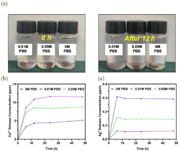 Phosphate response release Ca2+ and Ag+ from the PAA-CaP@AgNps@exo hydergel. (a) Degradation of the hydrogel with different concentrations of phosphate buffered saline (PBS) for different times; (b) Determination of the release of Ca2+ from the hydrogels by treating with different concentrations of PBS for different periods of time by Inductively coupled plasma optical emission spectroscopy (ICP-OES); (c) Determination of the release of Ag+ from the hydrogels by treating with different concentrations of PBS for different periods of time by ICP-OES.