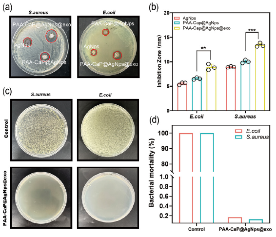 The antimicrobial properties of hydrogels in vitro. (a) Detection of the antimicrobial activities of silver nanoparticles (AgNps), PAA-CaPs@AgNps, and PAA-CaPs@AgNps@exo hydrogels on S. aureus and E. coli by the ring-of-inhibition assay; (b) Statistical results of the inhibitory rings of the AgNps, PAA-CaPs@AgNps, and PAA-CaPs@AgNps@exo hydrogels on S. Aureus and E. coli; (c) The antimicrobial effect of PAA-CaPs@AgNps@exo hydrogel evaluated by plate counting method; (d) Quantitative results of the inhibitory effect of PAA-CaPs@AgNps@exo hydrogel on E. coli and S. Aureus (n=3, mean±standard deviation (SD), *p < 0.05, **p < 0.01, ***p < 0.001). The black circles represent the experimental results from independent repetitions of the experiment.