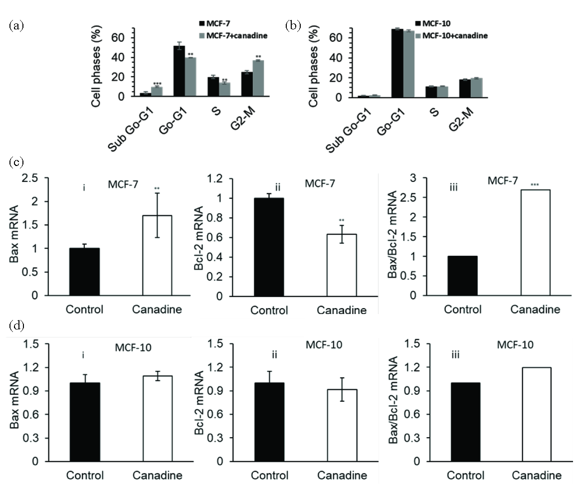 Cell cycle assay for the evaluation of the toxicity of 17.5 µM canadine in (a) MCF-7 breast cancer cells and (b) MCF-10 normal mammary epithelial cells after 24 hrs. qPCR assay for the evaluation of the effect of 17.5 µM canadine on (c) (i) BAX mRNA expression, (ii) BCL-2 mRNA expression, (iii) BAX/BCL-2 mRNA ratio in MCF-7 breast cancer cells and on (d) (i) BAX mRNA expression, (ii) BCL-2 mRNA expression, (iii) BAX/BCL-2 mRNA ratio in MCF-10 normal mammary epithelial cells after 24 hrs. **P<0.01, ***P<0.001.