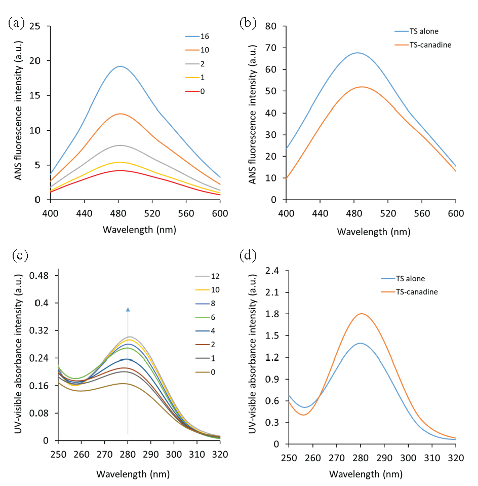 (a) The ANS fluorescence spectroscopy study of the TS-canadine complex, (b) the ANS fluorescence spectroscopy study of the TS-canadine complex upon exposure to 60°C. (c) The UV-visible spectroscopy study of the TS-canadine complex, (d) the UV-visible spectroscopy study of the TS-canadine complex upon exposure to 60°C.