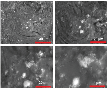 SEM images of AgNPs-doped ZnONPs at four different magnifications.