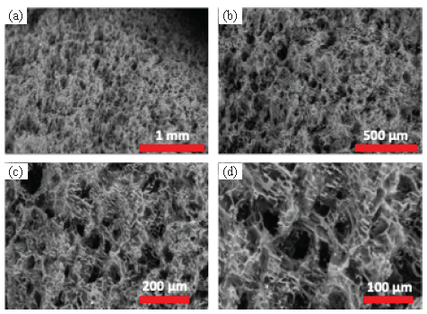 (a-d) SEM of PVA/Ch cryogel at four different magnifications.