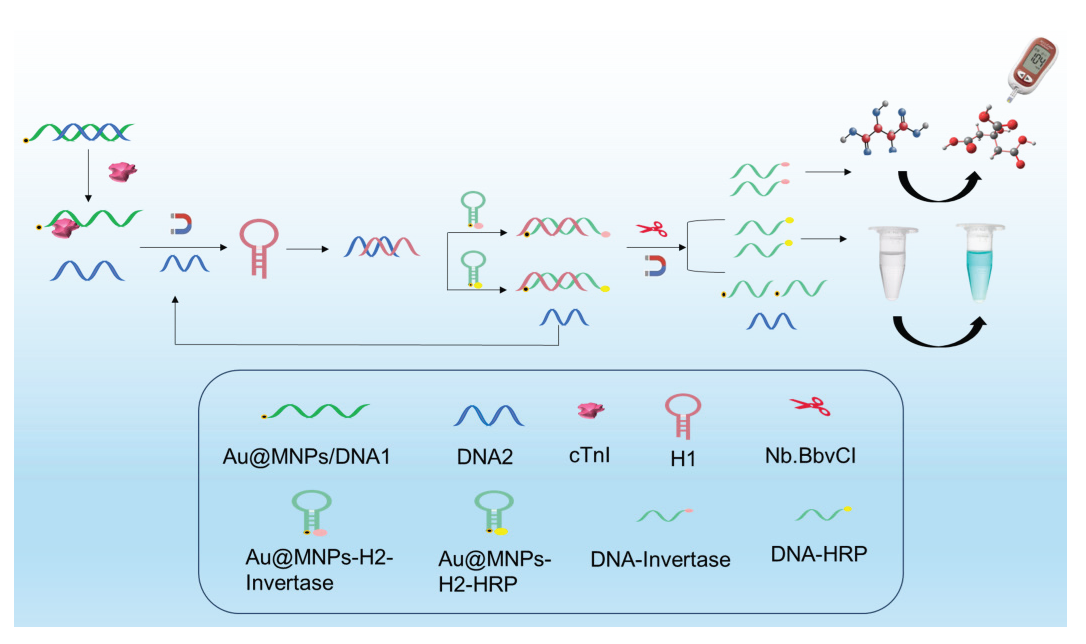 The strategy for the construction of glucometer-colorimetric dual mode sensor.