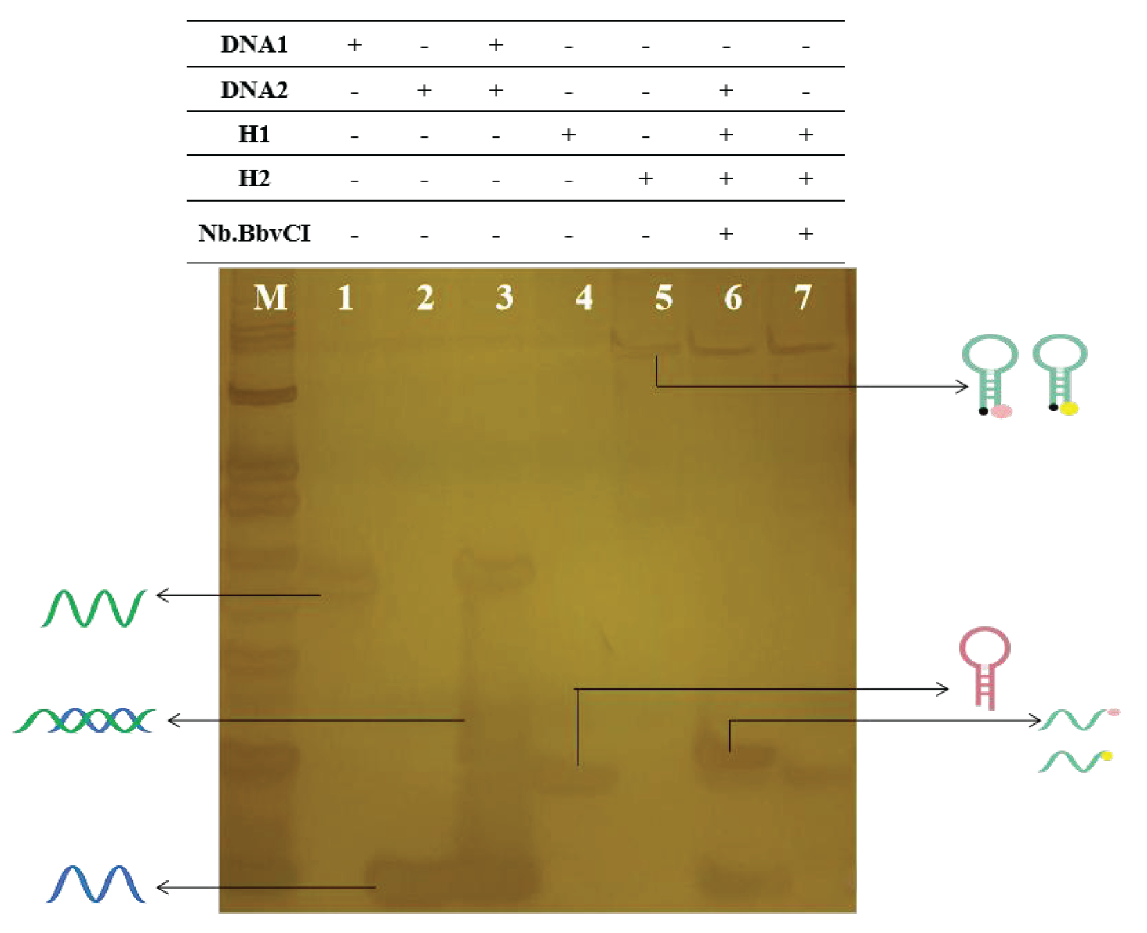Graph of the results of polyacrylamide gel electrophoresis experiments.