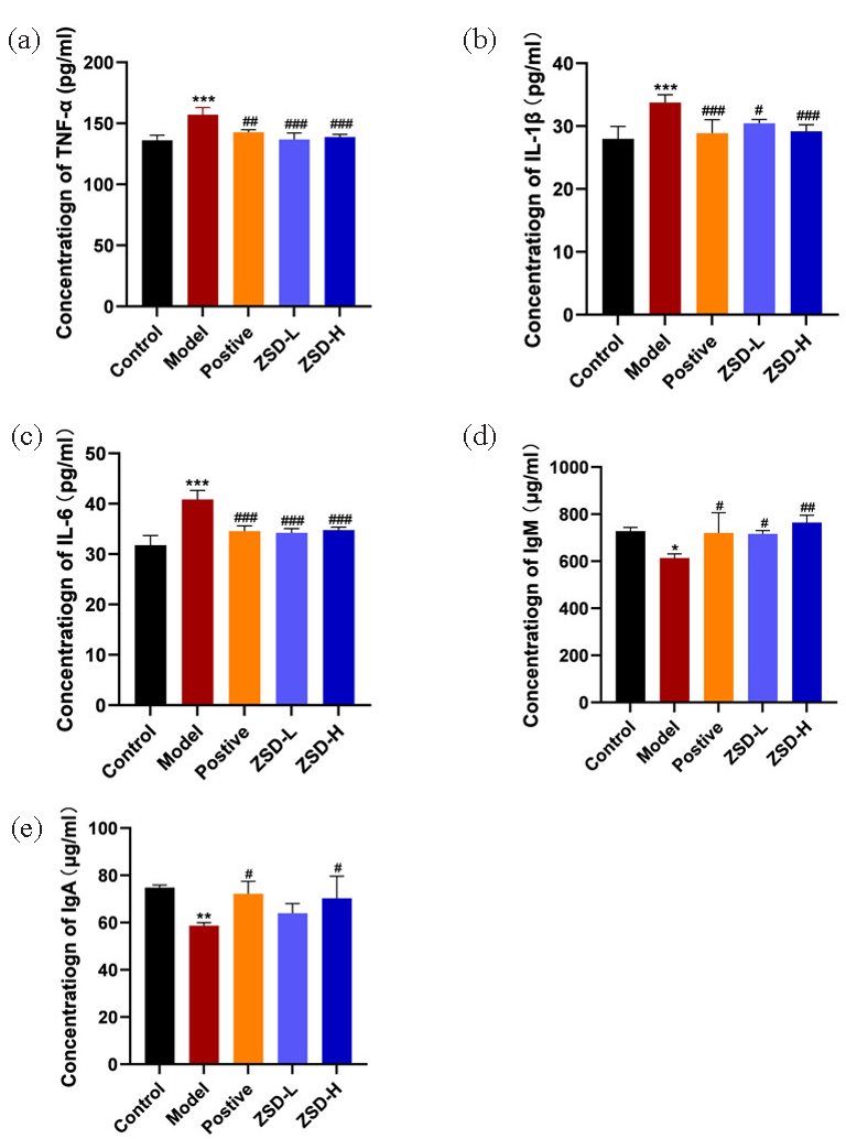 The expression of inflammatory factors and immune proteins in the serum of each group of mice, including (a) TNF-α, (b) IL-1β, (c) IL-6, (d) IgM, and (e) IgA. Statistical significance is indicated as follows: *P<0.05, **P<0.01, ***P<0.001 when compared to the control group; #P<0.05, ##P<0.01, ###P<0.001 when compared to the model group.