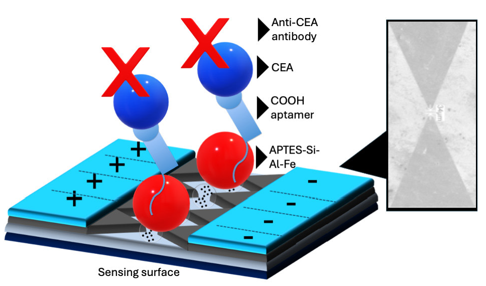 Schematic illustration of Carcinoembryonic antigen (CEA) biosensor on dielectrode points sensor. The dielectrode points sensor was initially immersed in KOH, and then the surface of the electrode was modified with Si-Al-Fe using (3-Aminopropyl)triethoxysilane (APTES) as a amine linker. After that, aptamer ended with -COOH was added, followed by the addition of CEA. Finally, an anti-CEA antibody was interacted to make a sandwich with aptamer-CEA-antibody. Dielectrode points junction is displayed with a scanning electron microscope image.