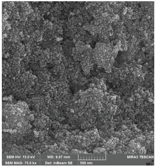 FE-SEM of the ST-LS/ AuNPs