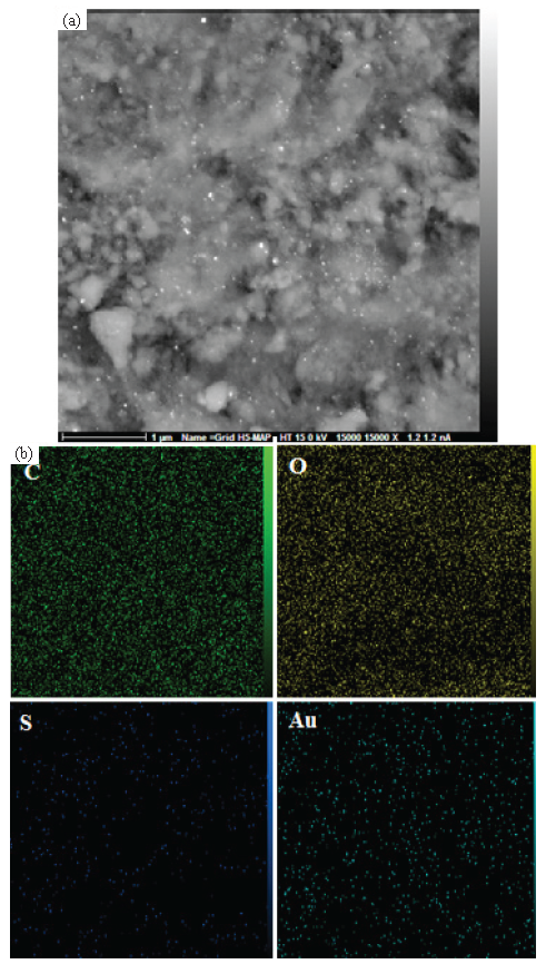 (a) X ray scanning of the FE SEM image of ST-LS/Au NPs, (b) elemental mapping of the ST-LS/AuNPs.
