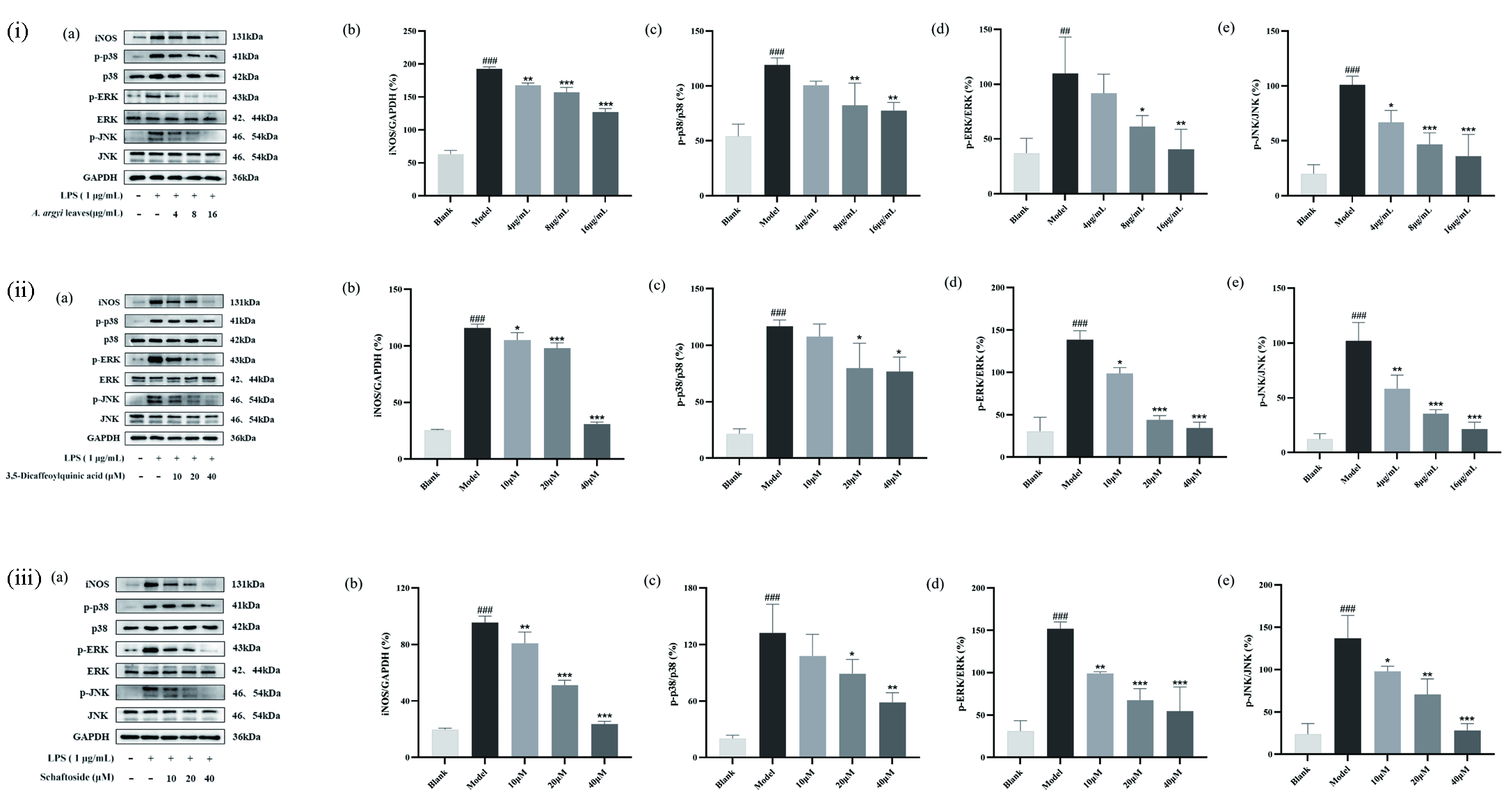 (i) The effects of A. argyi leaves extraction, (ii) 3,5-dicaffeoylquinic acid and (iii) schaftoside on expression of iNOS, p-p38, p38, p-ERK, ERK, p-JNK and JNK proteins in LPS-induced RAW 264.7 cells. (a) The protein levels of iNOS, p-p38, p38, p-ERK, ERK, p-JNK, JNK and GAPDH. (b) Relative density of iNOS. (c) Statistical analysis for ratios of p-p38/p38. (d) Statistical analysis for ratios of p-ERK/ERK. (e) Statistical analysis for ratios of p-JNK/JNK. Each bar represents the mean ± SD (n = 3). ###p < 0.001 compared to Blank group, *p < 0.05 compared to LPS-induced group, **p < 0.01 compared to LPS-induced group, ***p < 0.001 compared to LPS-induced group.