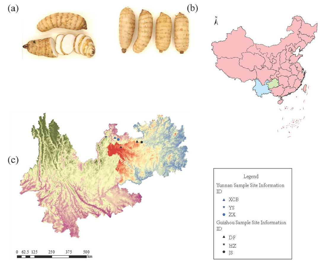 (a) Gastrodia elata Bl. Sample. (b) and (c) Sample site information.