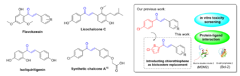 Natural and synthetic chalcones induce apoptosis via the p53-targeted pathway (left), and our experimental scheme (right).