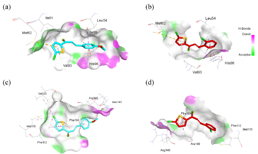 3D interaction visualization of murine double minute 2 (MDM2) complexed with (a) C4 and (b) C6. 3D interaction visualization of B-cell lymphoma 2 (Bcl-2) complexed with (c) C4 and (d) C6. Note: Ala: alanine, Arg: arginine, His: histidine, Leu: leucine, Ile: isoleucine, Met: methionine, Phe: phenylalanine, Tyr: tyrosine, Val: valine.