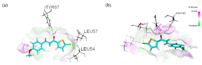 Visualization of hydrogen bonds in (a) C4-MDM2 and (b) C4-Bcl-2 (green lines). Note: Leu: leucine, Tyr: tyrosine.