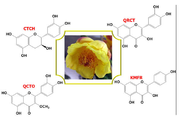 Camellia chrysantha flower and the chemical structures of its four phytochemicals; (+)-catechin (CTCH), quercetin (QRCT), quercetin-3-O-methyl ether (QCTO), and kaempferol (KMFR).