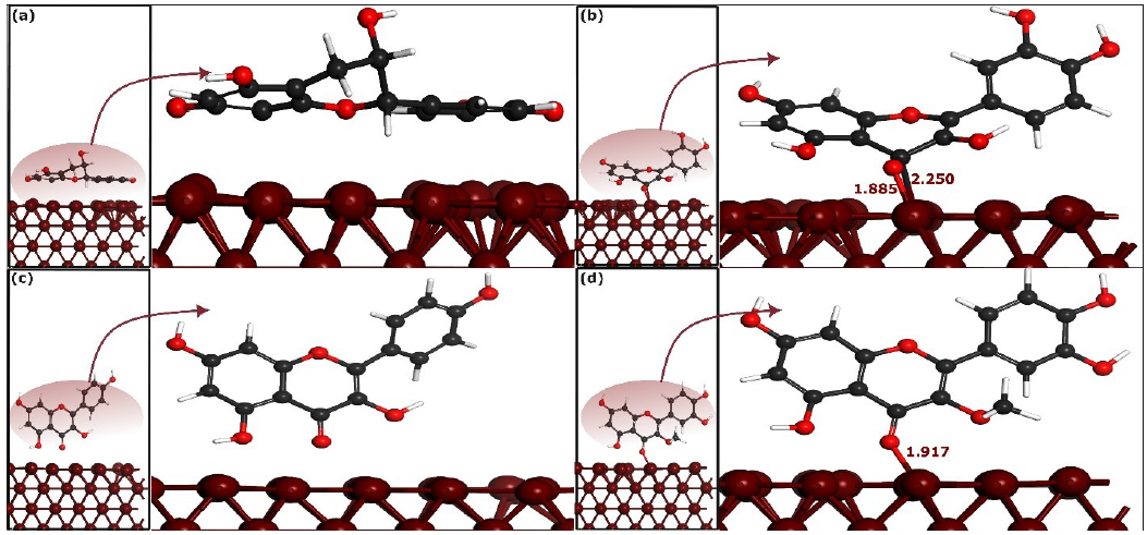 Optimized perpendicular adsorption configurations of selected phytochemicals on Fe(110) surface by self-consistent-charge density-functional tight-binding method (SCC-DFTB). (a), (b), (c) and (d) represent CTCH, QRCT, KMFR and QCTO, respectively. The bond distances are measured in angstroms (Å).