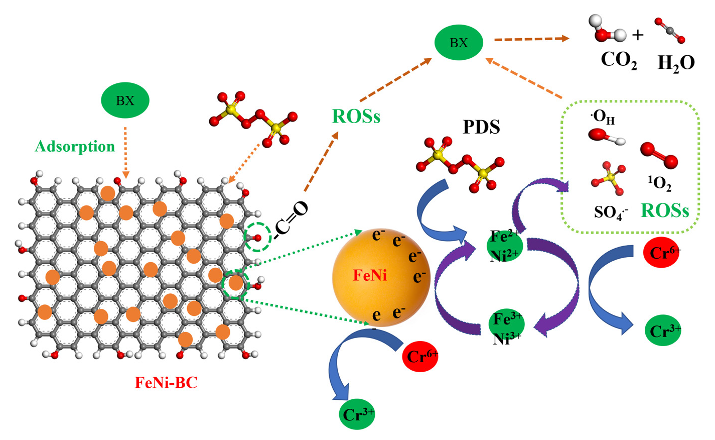 (a) The free radical quenching for BX degradation and mechanism scheme for BX and Cr(VI) degradation in FeNi-BC/PDS degradation system.