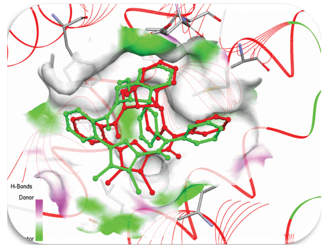 Co-crystalline ligand (green) and red locked ligand (red) hydrogen bond surfaces with (2w3l) DNA Helix (RMSD= 0.9364 Å).